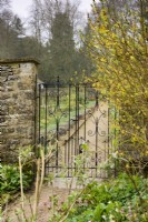 Metal gate framed with forsythia at Cerney House Gardens in March