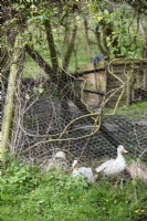 Ducks in a pen 
