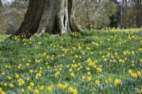 Naturalised daffodils in March