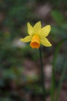 Narcissus 'Jet Fire' in March