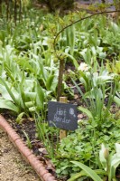 Slate sign in the Hot Border at Cerney House Gardens in March