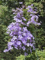 Clematis - 'Prince Charles'