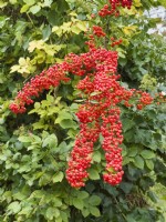 Pyracantha coccinea 'Red Column' - berries