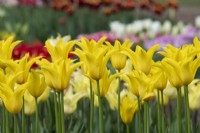 Tulipa 'Flashback' - Lily Flowered Tulip