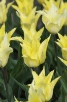 Tulipa 'Florijn Chic' - Lily Flowered Tulip