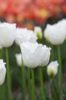 Tulipa 'Honeymoon' - Fringed Tulip