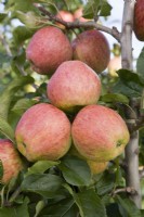 Apple - Malus domestica 'Cameo' syn. 'Caudle'