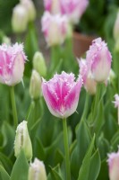 Tulipa 'Huis Ten Bosch' - Fringed Tulip