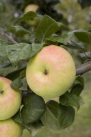 Apple - Malus domestica 'Chelmsford Wonder'