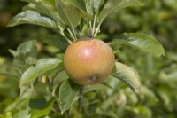 Apple - Malus domestica 'Egremont Russet'