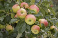 Apple - Malus domestica 'Estival'