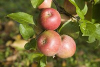 Apple - Malus domestica 'Fukunishiki'
