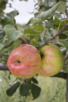 Apple - Malus domestica 'Honeycrisp'