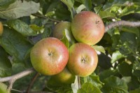 Apple - Malus domestica 'Pixie'