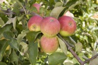 Apple - Malus domestica 'Jonagold'