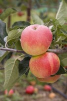 Apple - Malus domestica 'Scrumptious'