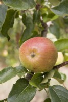 Apple - Malus domestica 'Laxton's Epicure' syn. 'Epicure'