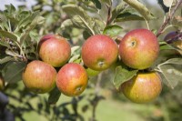 Apple - Malus domestica 'Suntan'