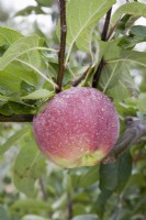 Apple - Malus domestica 'Lobo'