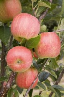 Apple - Malus domestica 'Winter Gem'