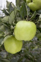 Apple - Malus domestica 'Lord Derby'