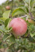 Apple - Malus domestica 'Lord Lambourne'