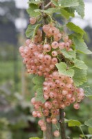 Redcurrant - Ribes rubrum 'Champagne'