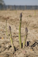 Asparagus officinalis 'Jersey Giant'