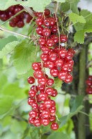 Redcurrant - Ribes rubrum 'Rovada'