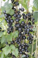 Blackcurrant - Ribes nigrum 'Ben Alder'