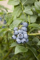 Blueberry - Vaccinium corymbosum 'Bluetta'