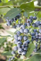 Blueberry - Vaccinium corymbosum 'Coville'