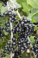 Blackcurrant - Ribes nigrum 'Ben Lomond'