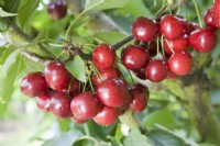 Sweet Cherry - Prunus avium 'Celeste' syn. 'Sumpaca'