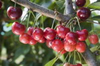 Sweet Cherry - Prunus avium 'Skeena'