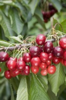 Sweet Cherry - Prunus avium 'Stella'