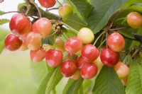 Sweet Cherry - Prunus avium 'Summer Sun'