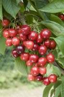 Sweet Cherry - Prunus avium 'Sylvia'