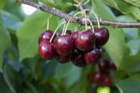 Sweet Cherry - Prunus avium 