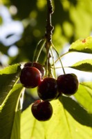 Sweet Cherry - Prunus avium 