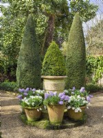 Containers with Hyacinths and clipped yews