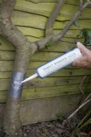 Insect Barrier Glue being applied to a fruit tree