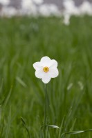 Narcissus 'Actaea' - Daffodil