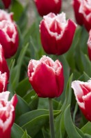Tulipa 'Canasta' - Fringed Tulip
