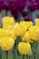 Tulipa 'Crystal Star' - Fringed Tulip