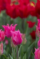 Tulipa 'Pretty Love' - Lily Flowered Tulip