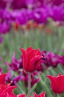 Tulipa 'Pretty Woman' - Lily Flowered Tulip