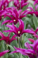 Tulipa 'Purple Doll' - Viridiflora Tulip
