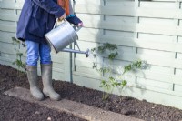 Woman watering newly planted Thornless Blackberry plant