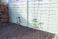 Thornless Blackberry plants planted against fence with wire